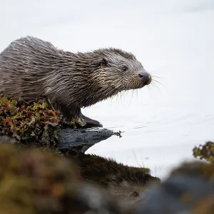 Young European otter (Lutra lutra) sitting on a Young European otter (Lutra lutra) sitting on a