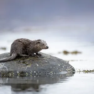 Young European otter (Lutra lutra) sitting on a Young European otter (Lutra lutra) sitting on a