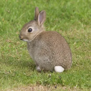 Young European rabbit in sand dunes Young European rabbit in sand dunes