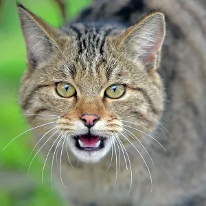 Young European Wildcat about ten months, portrait Young European Wildcat about ten months, portrait