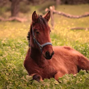 Young foal lying down outside