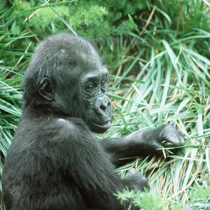 Young Gorilla Young Gorilla