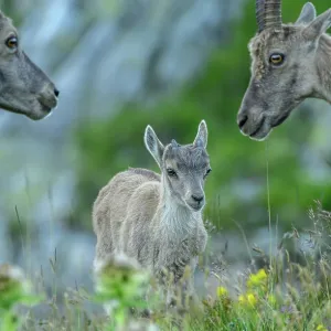 Young Ibex, Part of family group of Alpine ibex Young Ibex, Part of family group of Alpine ibex