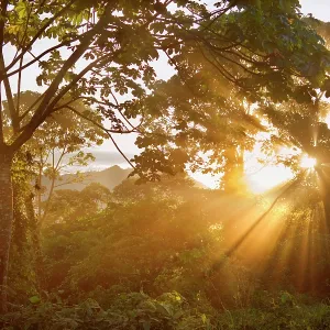 Yungas Rainforest - sunset in tropical mountain Yungas Rainforest - sunset in tropical mountain
