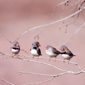 ZEBRA FINCH - four on branch ZEBRA FINCH - four on branch
