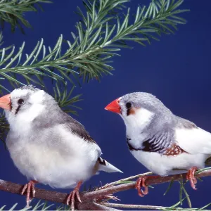 ZEBRA FINCH - two, on branch ZEBRA FINCH - two, on branch
