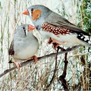 ZEBRA FINCHES ON BRANCH ZEBRA FINCHES ON BRANCH