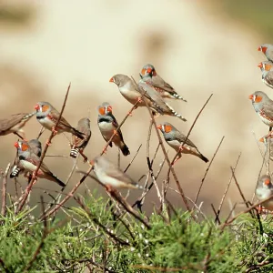 ZEBRA FINCHES IN TREE ZEBRA FINCHES IN TREE