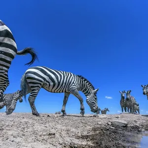 Zebra herd arrives at a water hole in Laikipia savanna Zebra herd arrives at a water hole in Laikipia savanna