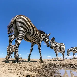 Zebra herd arrives at a water hole in Laikipia savanna Zebra herd arrives at a water hole in Laikipia savanna