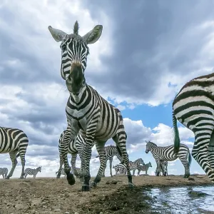 Zebra herd arrives at a water hole in Laikipia savanna Zebra herd arrives at a water hole in Laikipia savanna