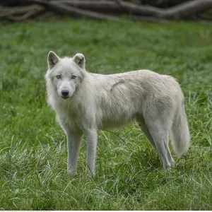Zoologie, S??ugetiere (Mammalia), Polarwolf, Wei??wolf Zoologie, S??ugetiere (Mammalia), Polarwolf, Wei??wolf