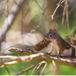 zoology / animals, mammal / mammalian, USA, Alaska zoology / animals, mammal / mammalian, USA, Alaska