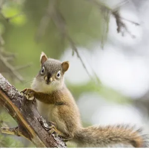 zoology / animals, mammal / mammalian, USA, Alaska zoology / animals, mammal / mammalian, USA, Alaska