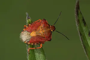Shield: 01_ (Carpocoris purpureipennis) on a leaf tip, Baden-Wurttem