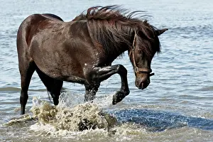 310820: 01_ (Equus islandicus), Mare splashing in seawater