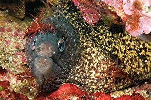 Cleaner: 01_ (Muraena helena) and bristle-tail cleaner shrimp