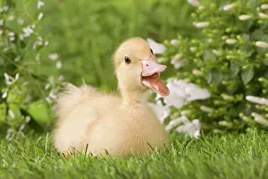 Quacking: 1 week old duckling - quacking