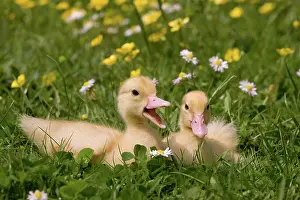 Quacking: 1 week old ducklings - quacking