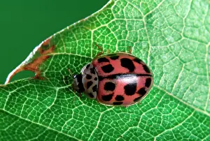 Ladybirds: 10-spot Ladybird