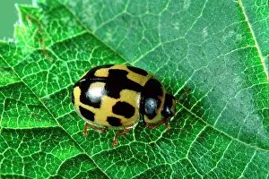 Ladybirds: 14-spot Ladybird
