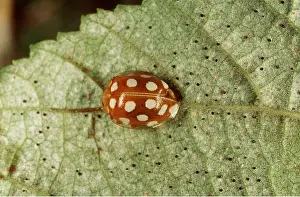 Ladybird: 14-SPOT LADYBIRD