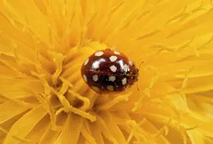 Dandelions: 14-spot Ladybird - on Dandelion flower