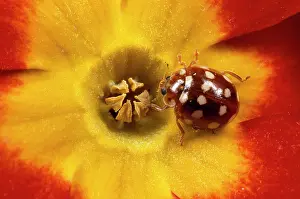 Primulas: 14-SPOT LADYBIRD - On Primula Flower