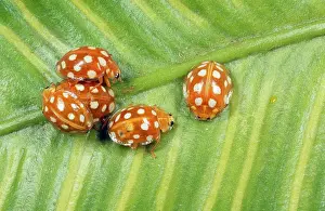 Ladybirds: 14-Spot LADYBIRDS - aggregation