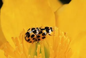 Punctata: 14-Spot Ladybirds - mating pair
