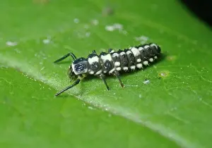 Protostome: 14-spotted ladybird (Propylea quatuordecimpunctata)