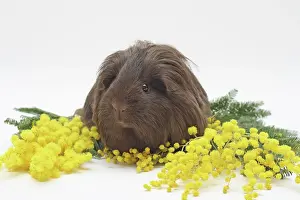 Mimosas: 16-month-old Sheltie guinea pig lying between yellow