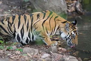 Lick: 17 months old Bengal tiger cub drinking