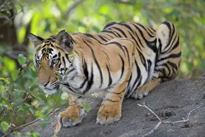 Theo: 17 months old Bengal tiger cub lying on