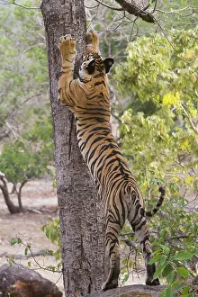 Marking: 17 months old Bengal tiger cub scratch marking