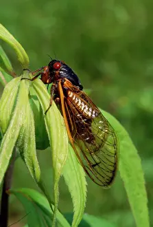 Cicadas: 17 Year Periodical Cicada