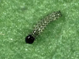 Cotton: 1st Instar cotton leafworm