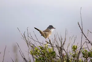 Sardinian: 1st winter / Female Sardinian Warbler