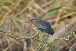 Virescens: 1st winter Green Heron vagrant