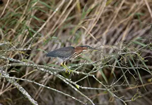 Virescens: 1st winter Green Heron vagrant