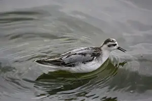 Phalaropus: 1st winter Grey Phalarope catching food on migration