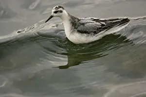 Phalaropus: 1st winter Grey Phalarope - resting on water on