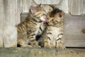 Plume: 2 brown tabby kittens sitting in front of a wooden