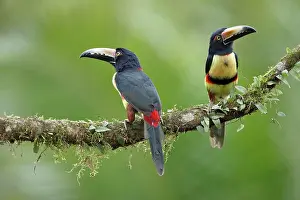 Boca: 2 collared aracari (Pteroglossus torquatus) on branch