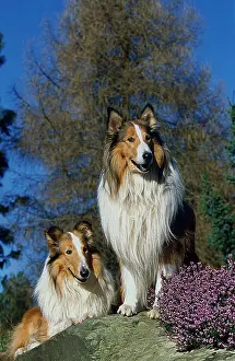 Likeable: 2 Collies, males