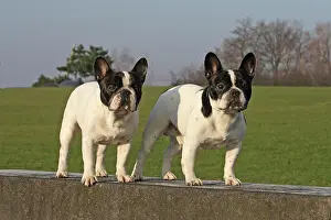 Abreast: 2 French Bulldogs, male, standing next to each other