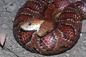 Mexican: 2 Headed Cornsnake