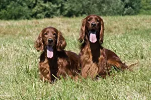 Setters: 2 Irish Setters, male, lying on a lawn next to each