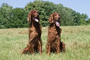 Setters: 2 Irish Setters, male, sitting on a lawn next to