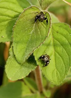 Arcuata: 2 jumping spiders - on mint leaves